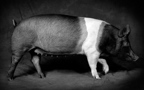 Creative photography example - pig on a studio background