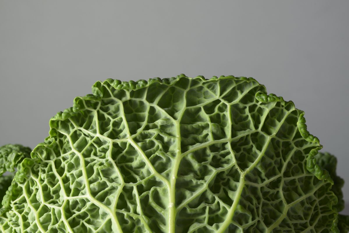 Savoy cabbage