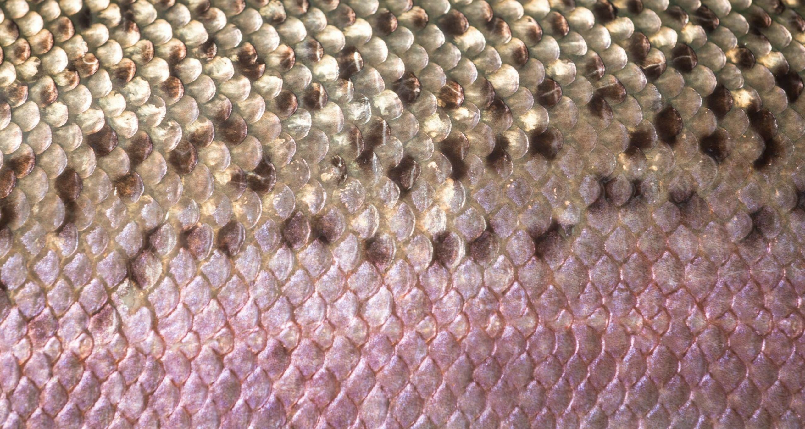 Rainbow trout skin scales, detail