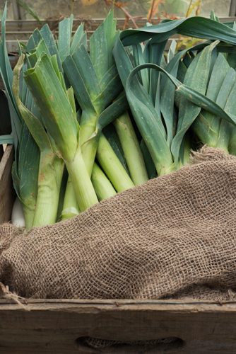 Wooden crate with green organic leeks and hessian sack,