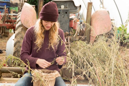 smiling young lady picks organic herbs and produce into bag