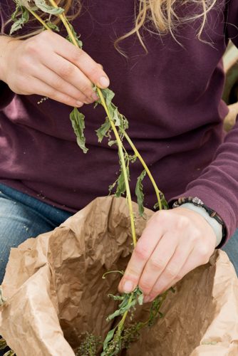 Hands picking organically grown herbs from stems into bag