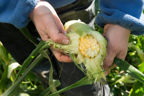 Hands peel husk from organic cob of corn in field