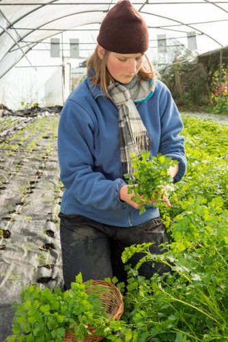 Young woman green holds organic herbs in large green house