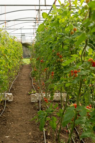 small organic tomatoes grow on the vine in large green house