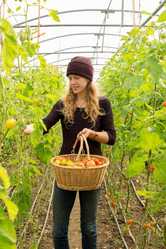 Smiling blonde woman picks organic tomatoes into wooden basket