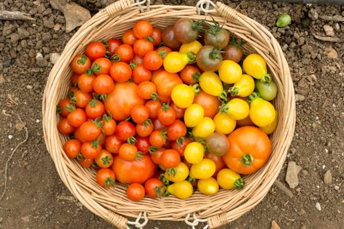 Wooden basket of brightly coloured organic tomatoes and produce