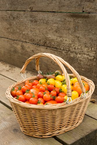 Wooden basket of colourful organic tomatoes and produce