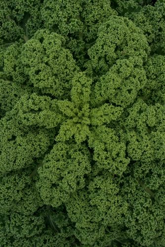 Close up of dense green organic kale leaves