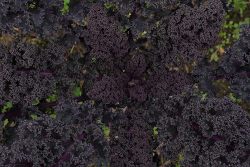 Close up of dense purple organic kale leaves