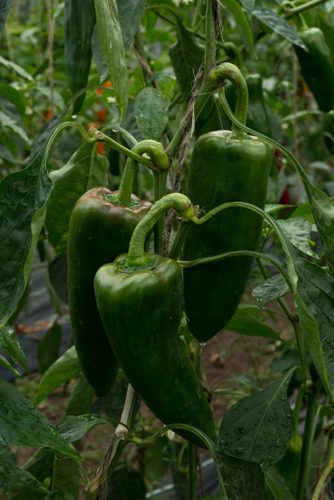 Three organic green peppers grow together on the vine