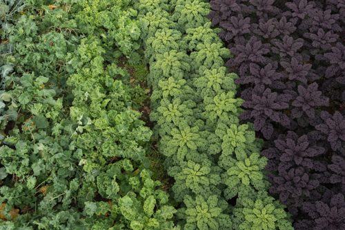 Field of green and purple organic kale and other produce