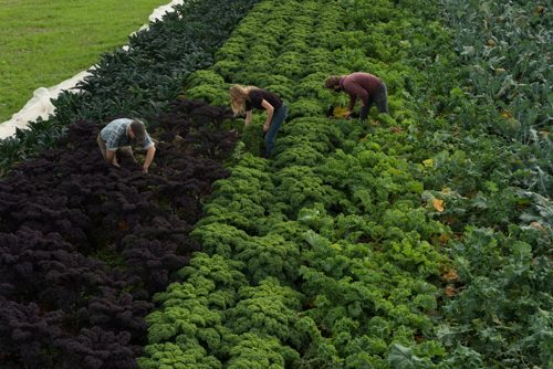 Workers tend field of green and purple organic kale