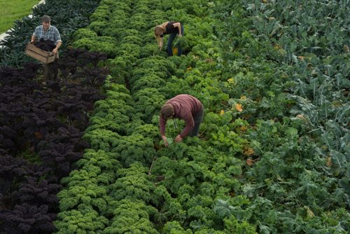 men and woman in field pick green and purple organic kale