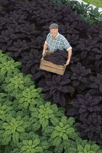 smiling man in field with crate of organic purple kale