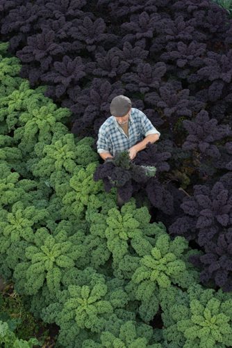 man in field picks organic purple kale from ground