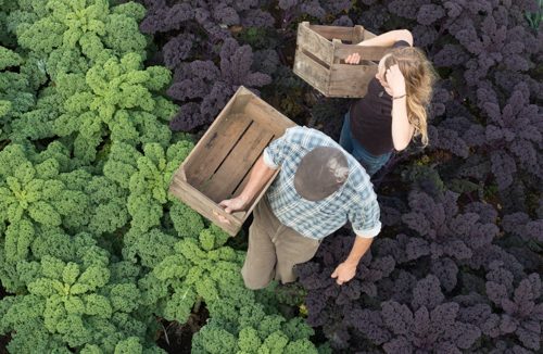 Workers carry empty crates through field of organic kale