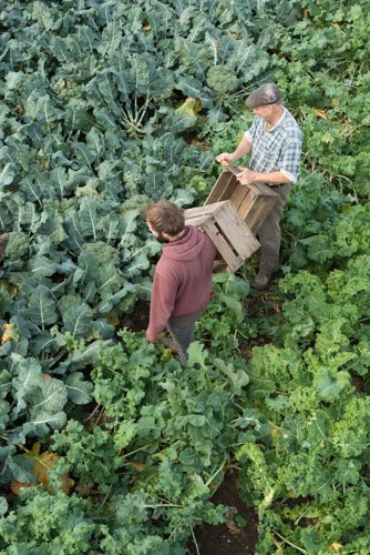 Two men holding crates survey field of organic kale