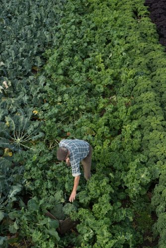 man with crate works in field of organic green kale