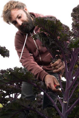 Bearded man cuts stem of purple organic kale with knife