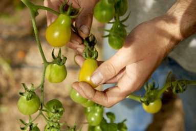 Case Study: Barcombe Nurseries Photography Firm