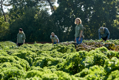 Case Study: Barcombe Nurseries Photography Firm